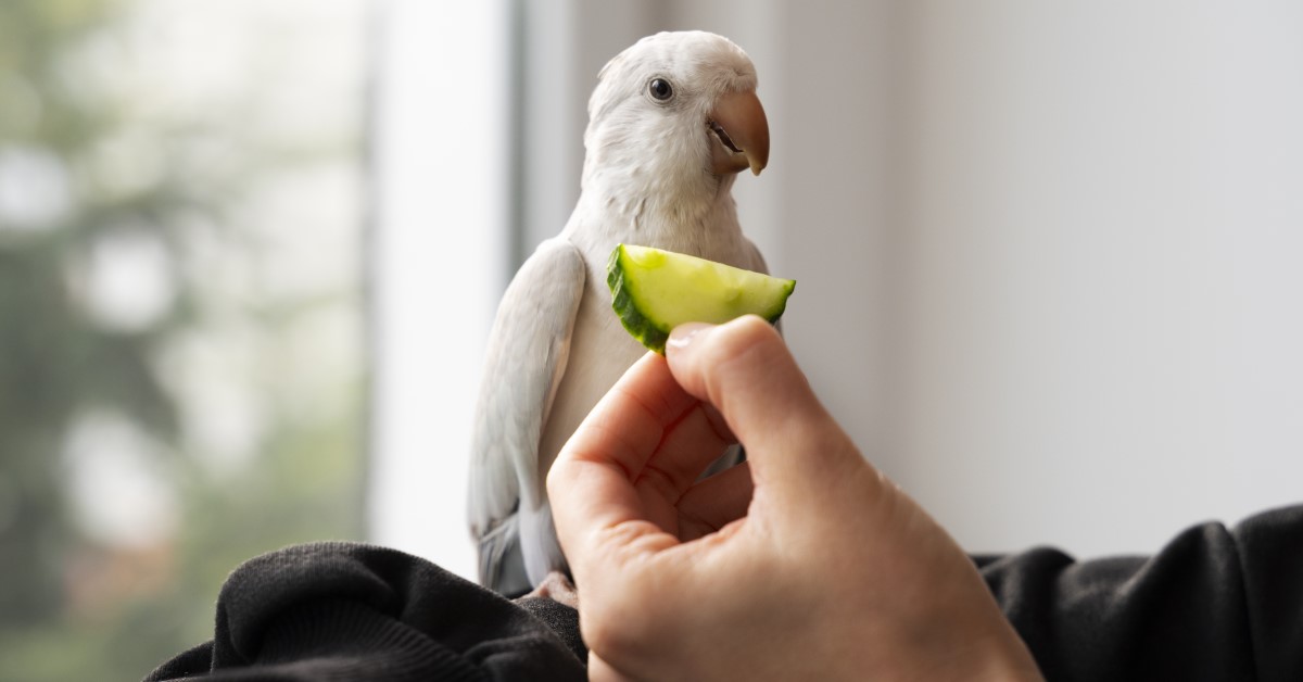 What to Feed Your Pet Bird